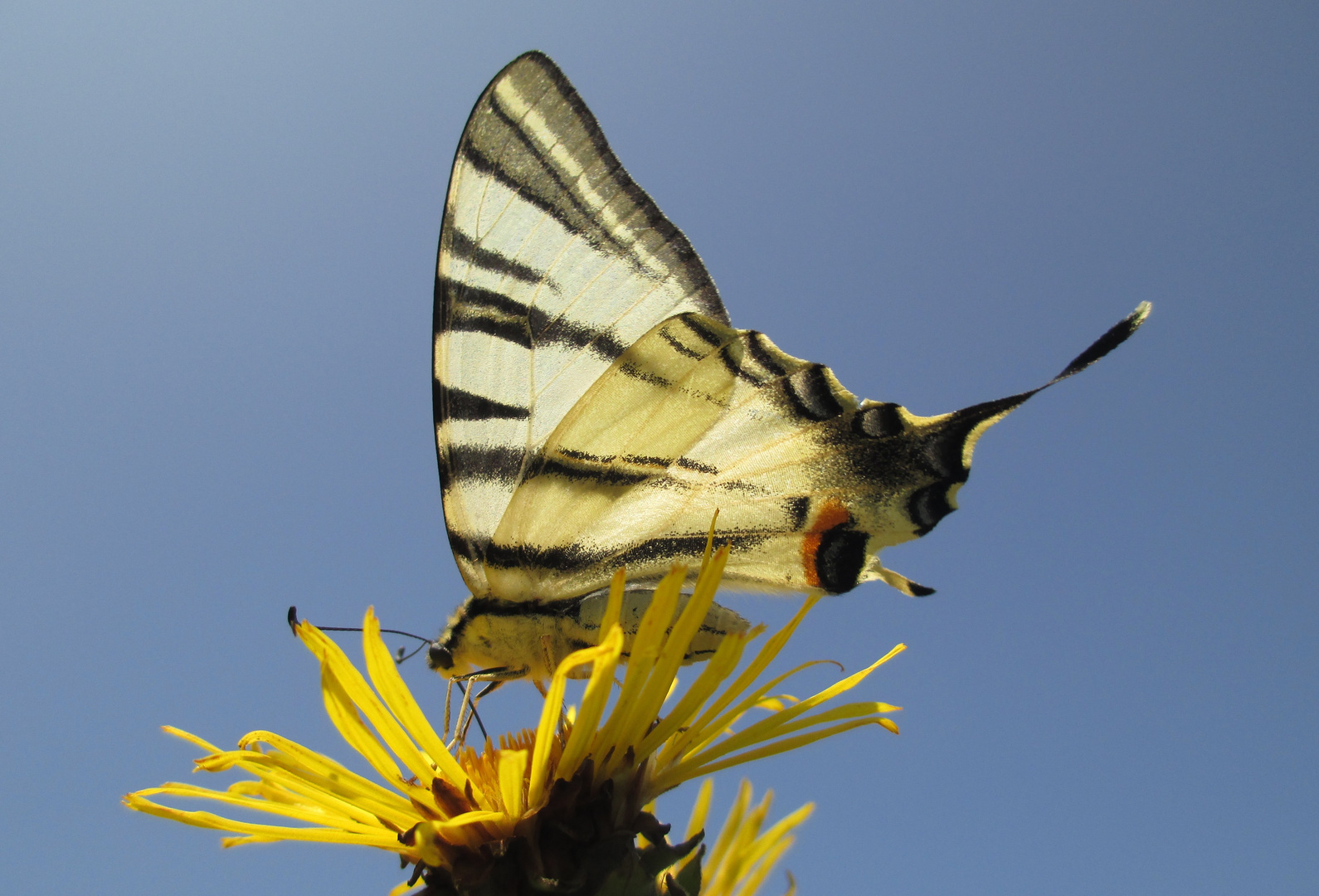 Segelfalter auf dem großen Alant