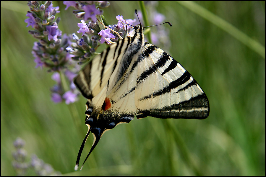 Segelfalter auf Lavendel