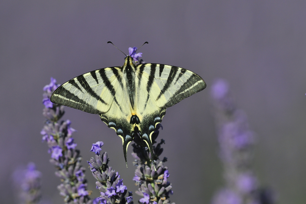 Segelfalter auf Lavendel