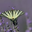 Segelfalter auf Lavendel