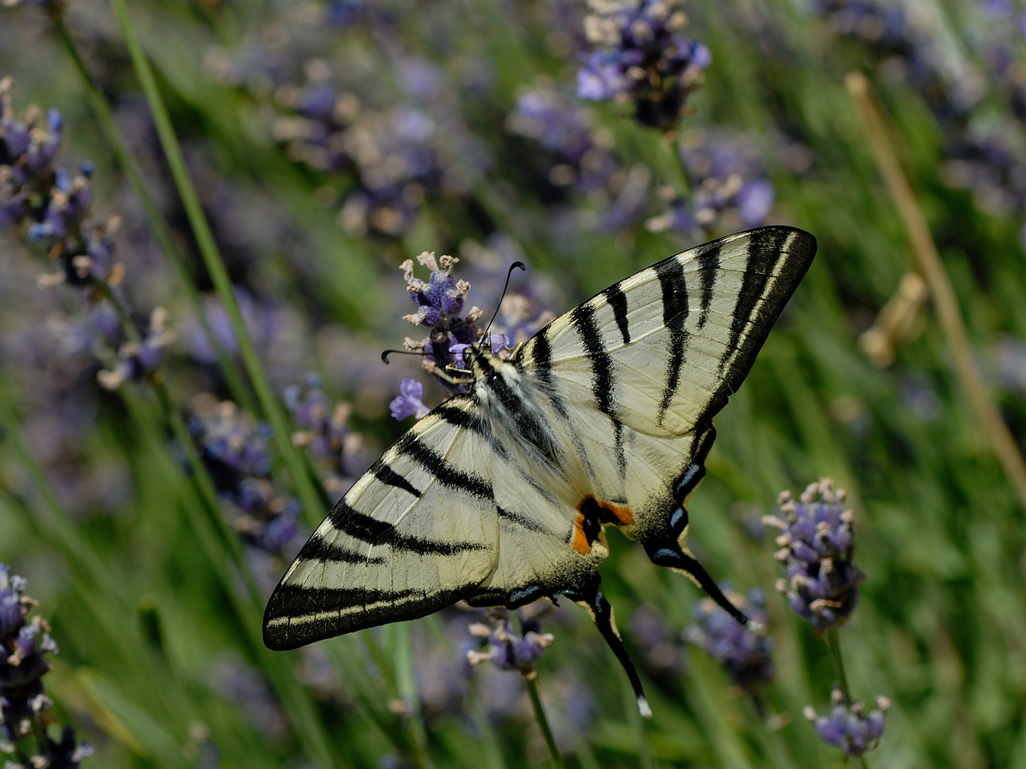 Segelfalter auf Lavendel