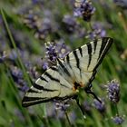 Segelfalter auf Lavendel