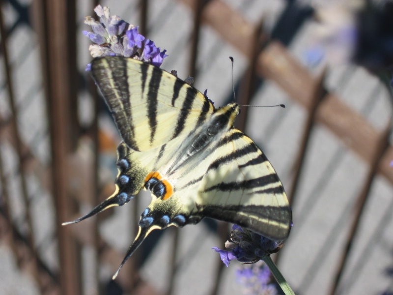 Segelfalter auf Lavendel