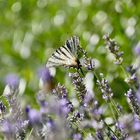 Segelfalter auf Lavendel