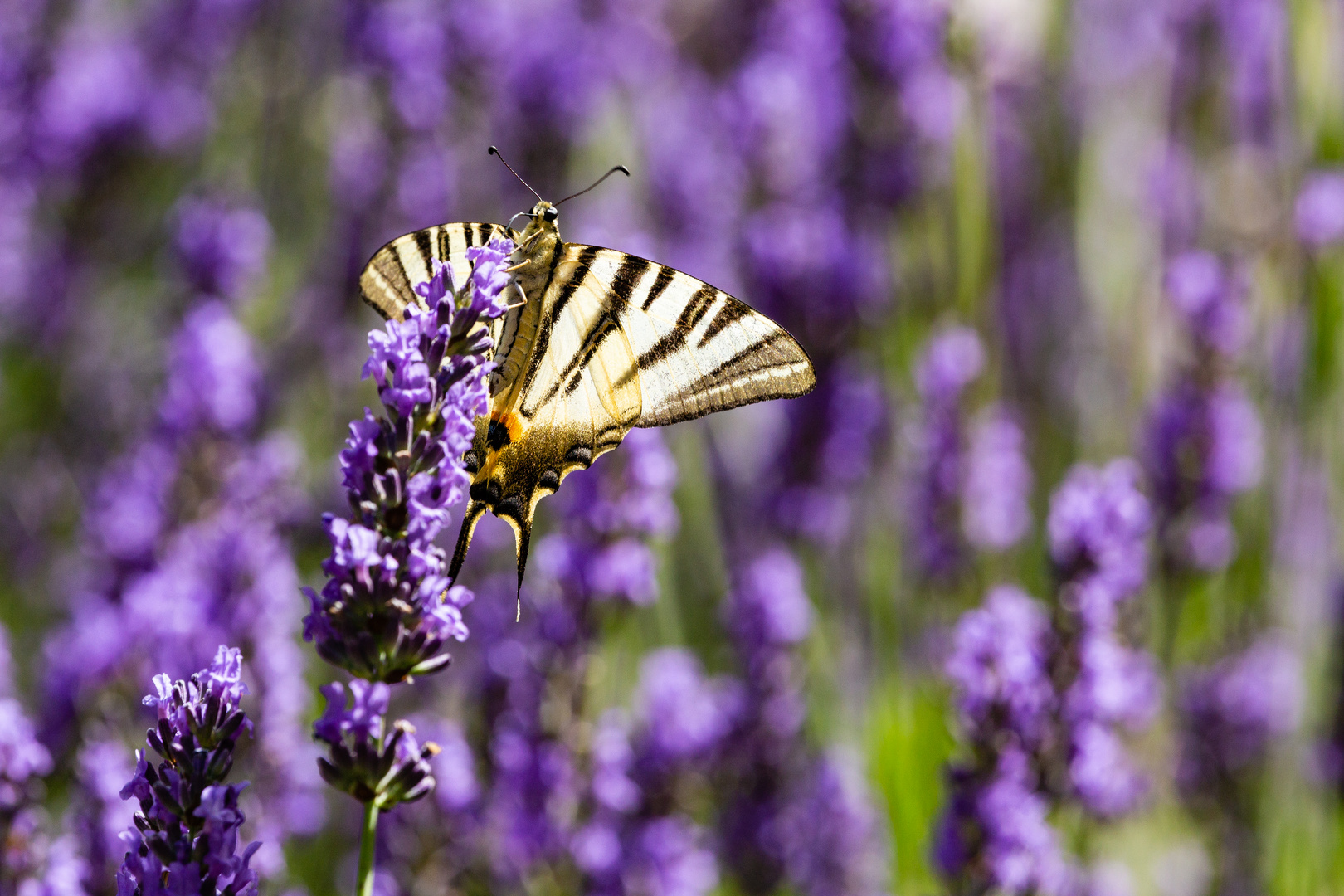 Segelfalter auf Lavendel