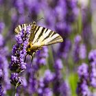 Segelfalter auf Lavendel