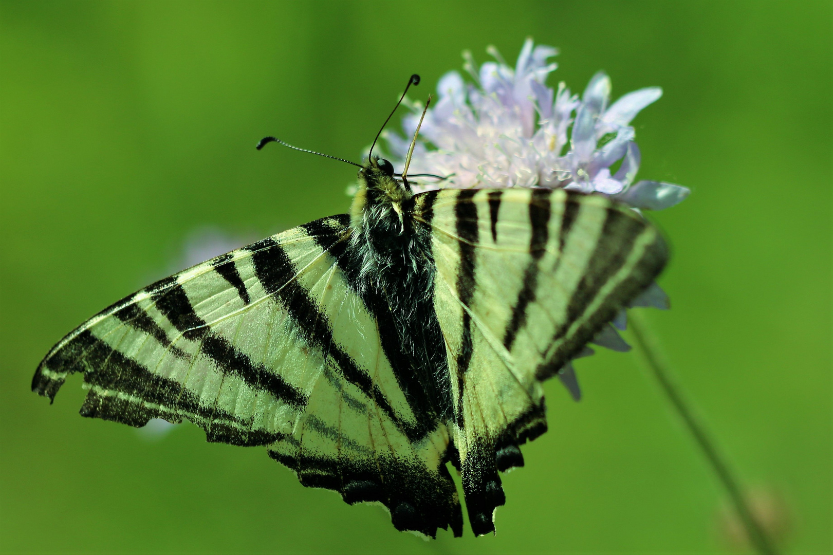 Segelfalter auf Scabiosa