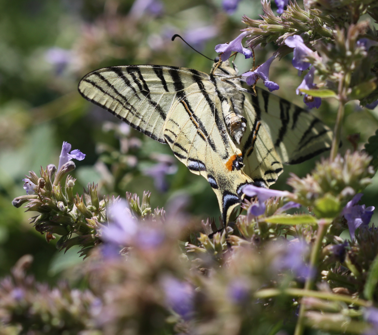 Segelfalter aus Besuch