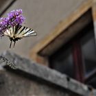 Segelfalter beim "Fensterln" erwischt .....