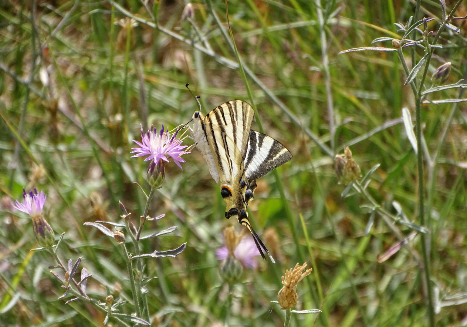 Segelfalter