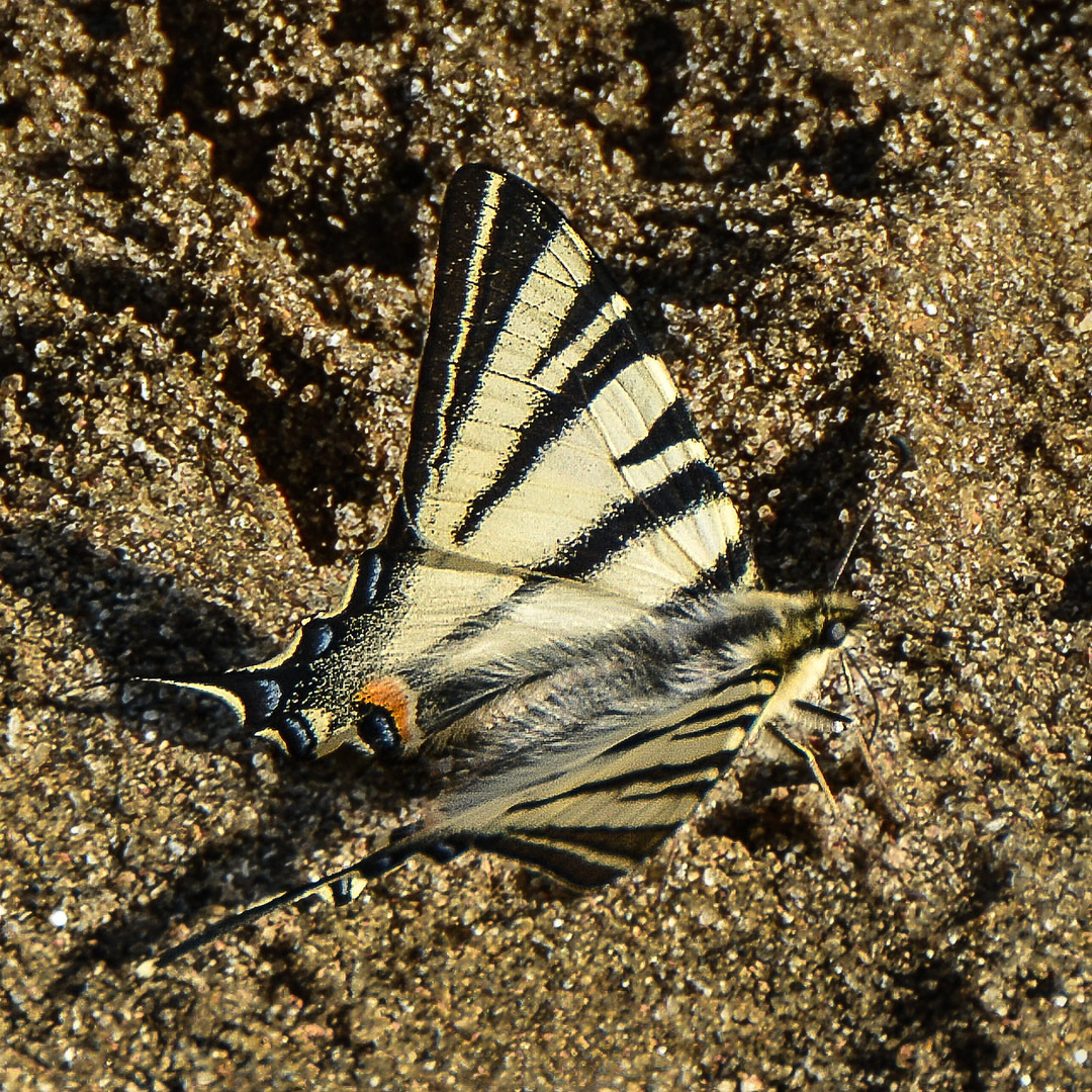 Segelfalter  (exSchwalbenschwanz) 