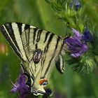 Segelfalter gegen Trauerrosenkäfer