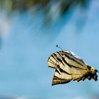 Segelfalter im Flug unter Palmen