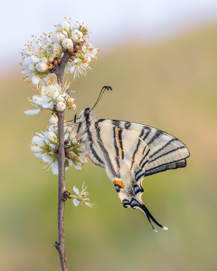 Segelfalter im Frühling