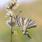 Segelfalter im Frühling