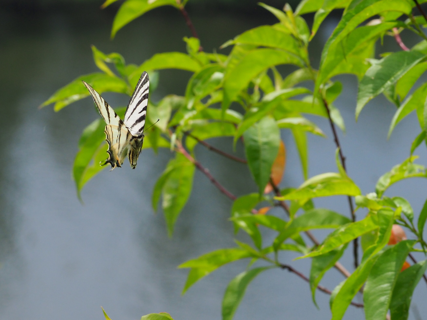 Segelfalter im Landeanflug