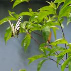 Segelfalter im Landeanflug