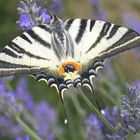 Segelfalter im Lavendel