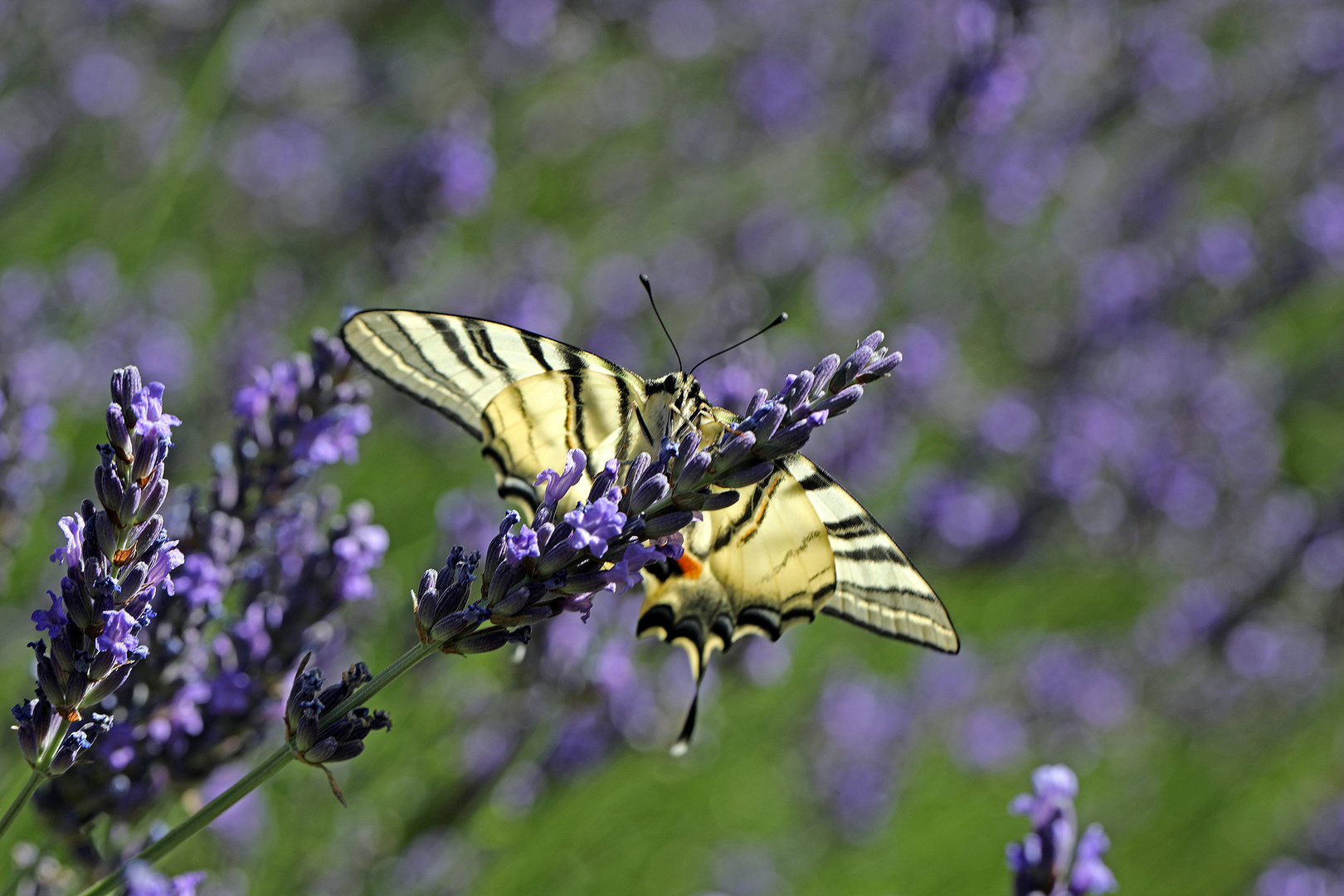 Segelfalter im Lavendel