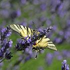 Segelfalter im Lavendel