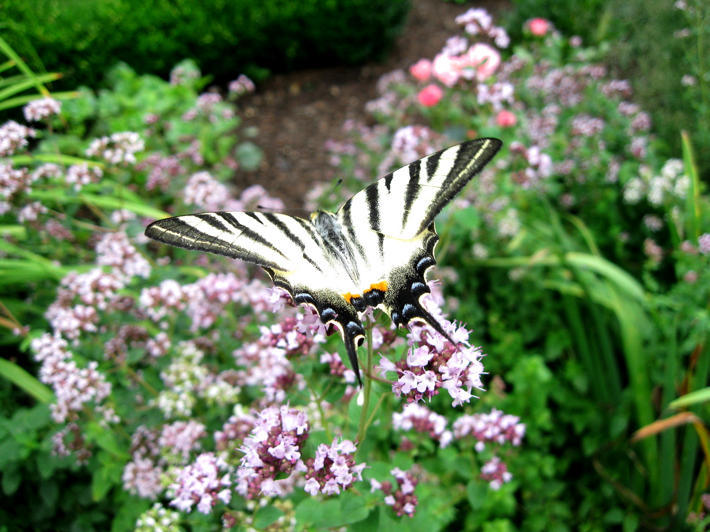 Segelfalter in meinem Garten