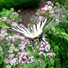 Segelfalter in meinem Garten