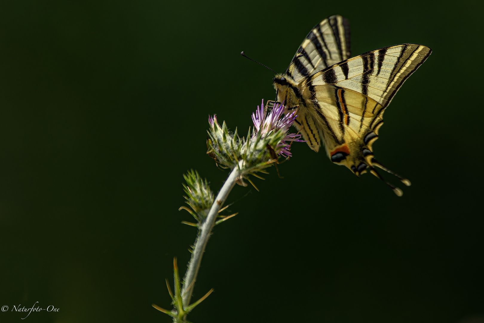 Segelfalter ( Iphiclides podaliri )