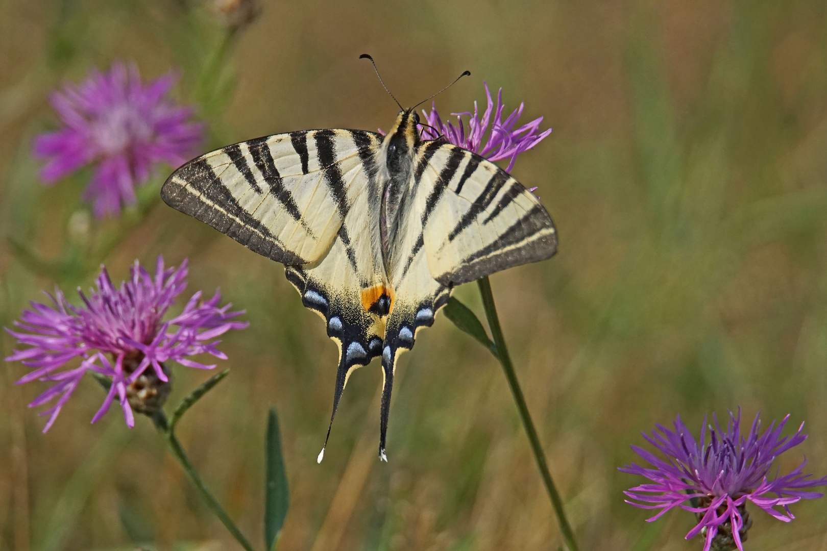 Segelfalter (Iphiclides podalirius)