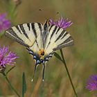 Segelfalter (Iphiclides podalirius)