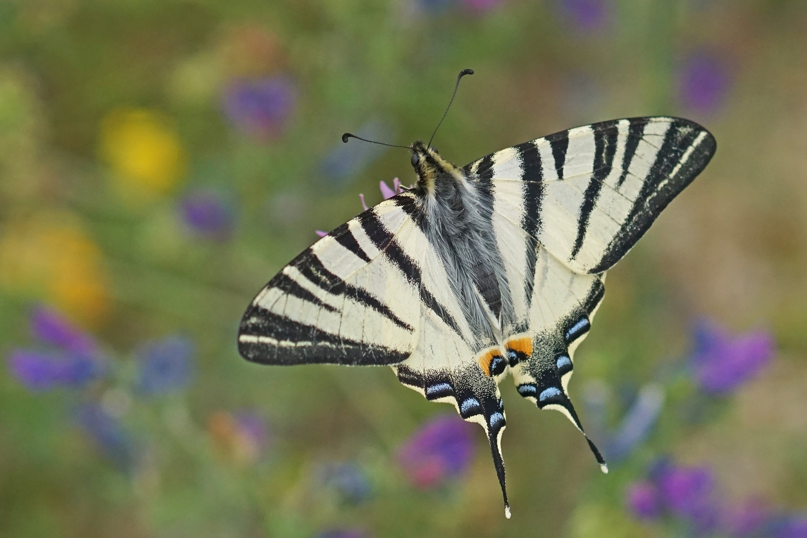 Segelfalter (Iphiclides podalirius)