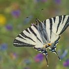 Segelfalter (Iphiclides podalirius)