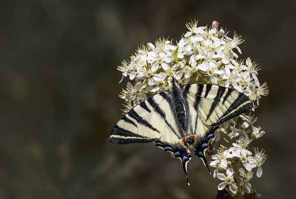  Segelfalter (Iphiclides podalirius)