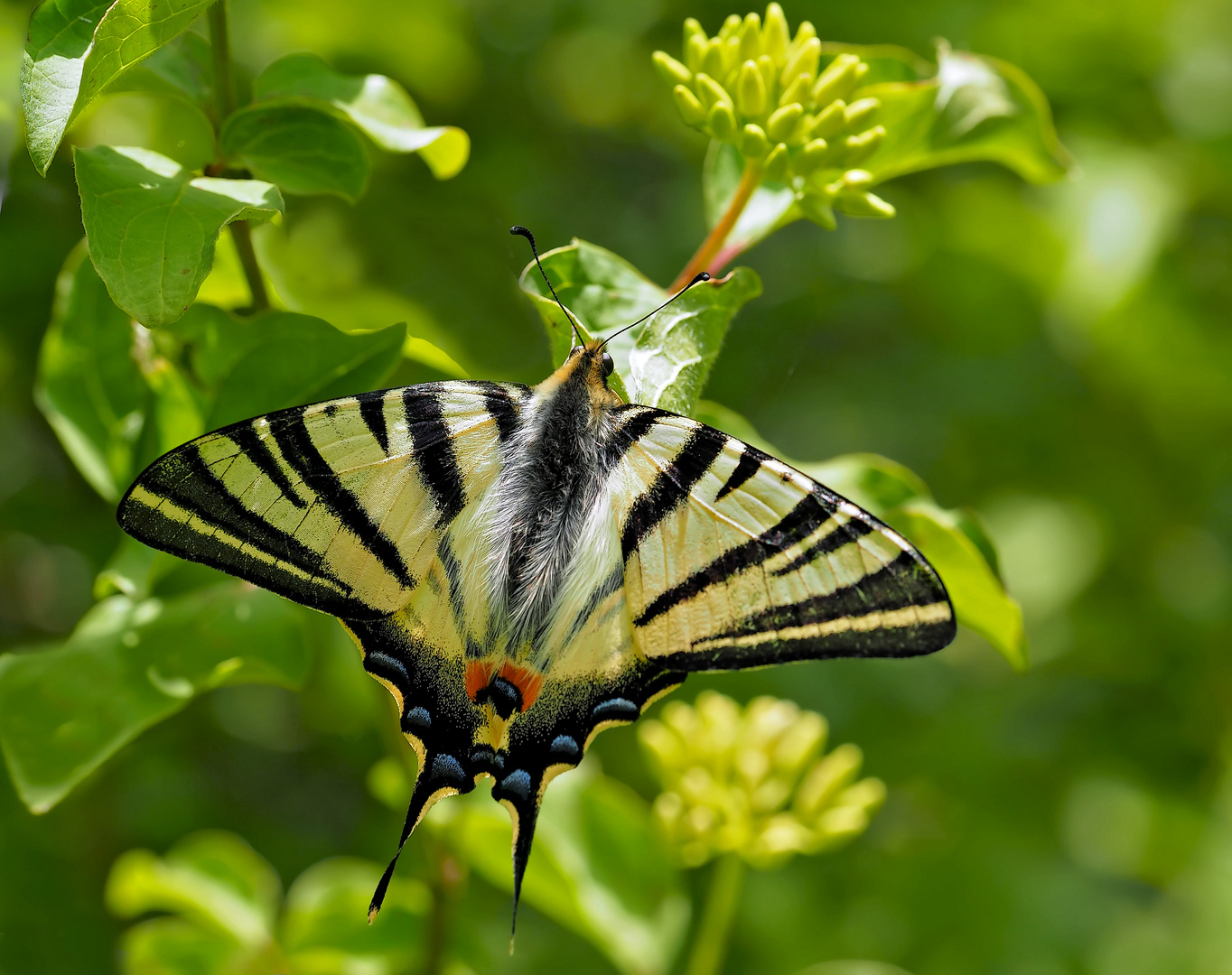 Segelfalter (Iphiclides podalirius) 1. Foto - Le Flambé. 