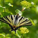 Segelfalter (Iphiclides podalirius) 1. Foto - Le Flambé. 