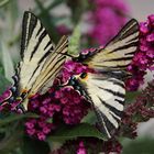 Segelfalter (Iphiclides podalirius) 