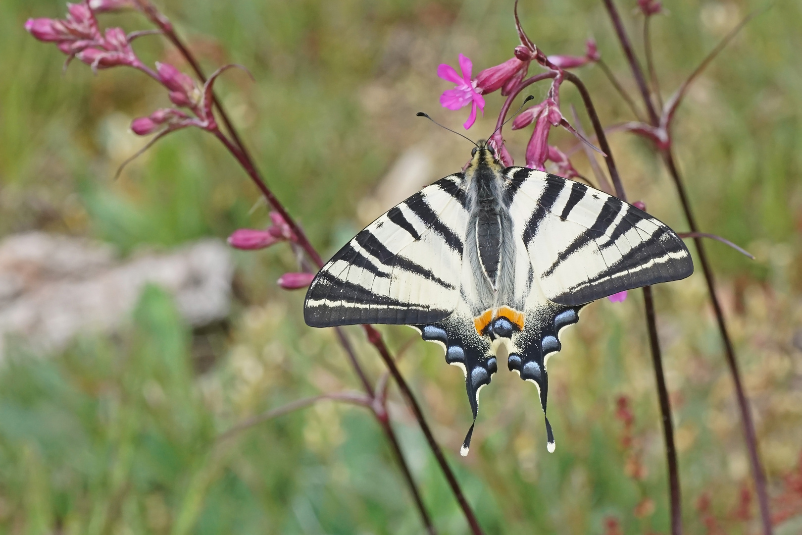 Segelfalter (Iphiclides podalirius)