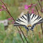 Segelfalter (Iphiclides podalirius)