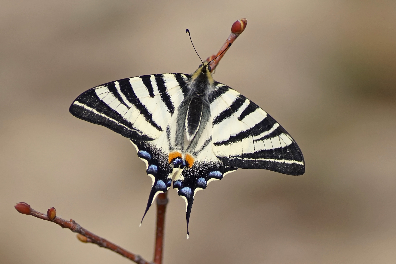 Segelfalter (Iphiclides podalirius)