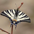 Segelfalter (Iphiclides podalirius)