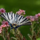 Segelfalter  (Iphiclides podalirius) 2018