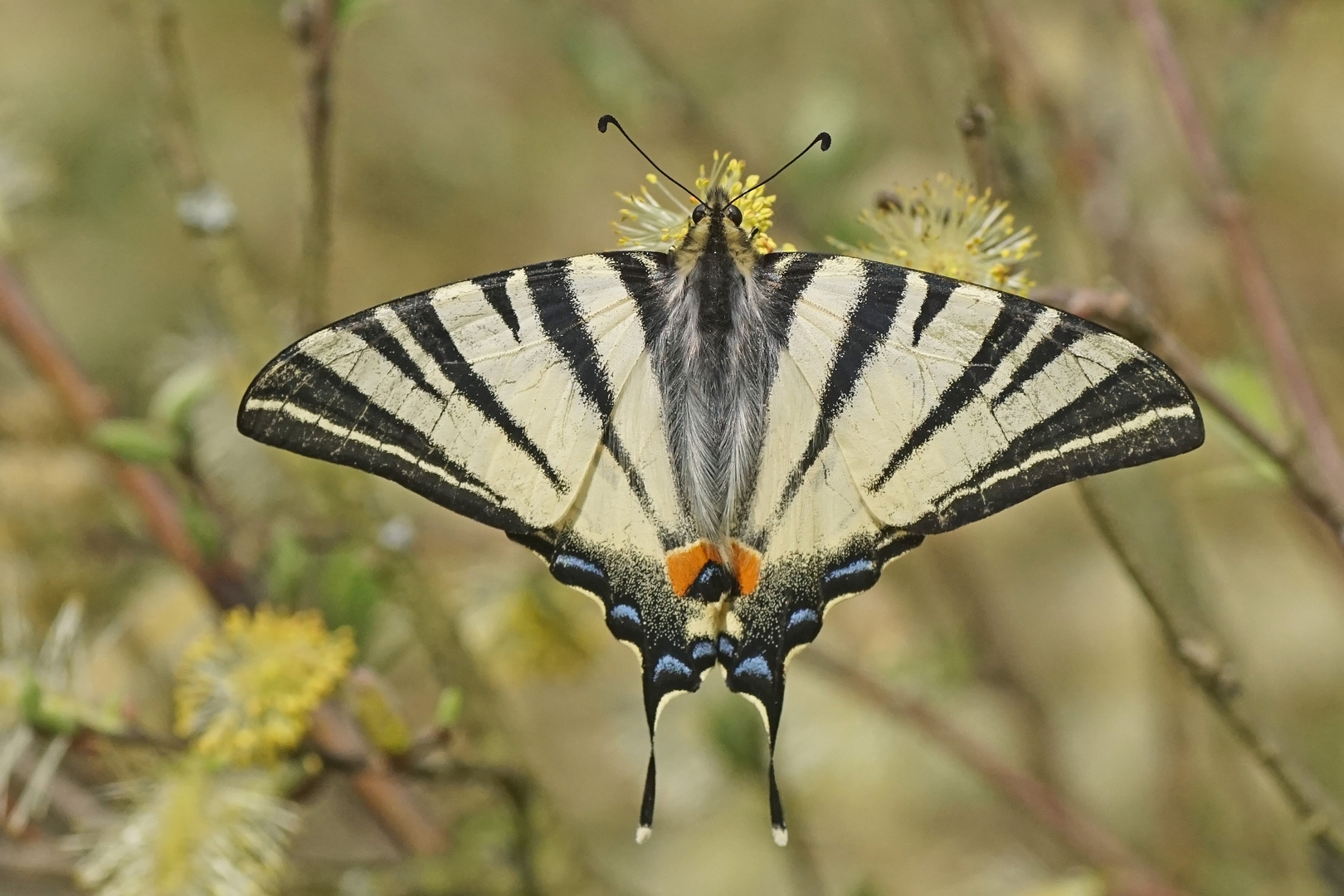 Segelfalter (Iphiclides podalirius)