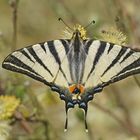 Segelfalter (Iphiclides podalirius)