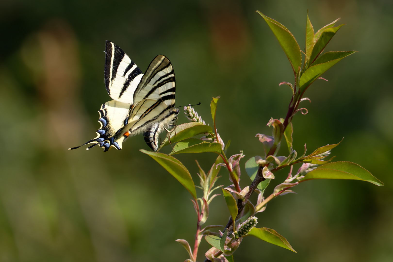 Segelfalter - (Iphiclides podalirius)