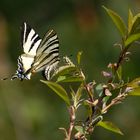 Segelfalter - (Iphiclides podalirius)