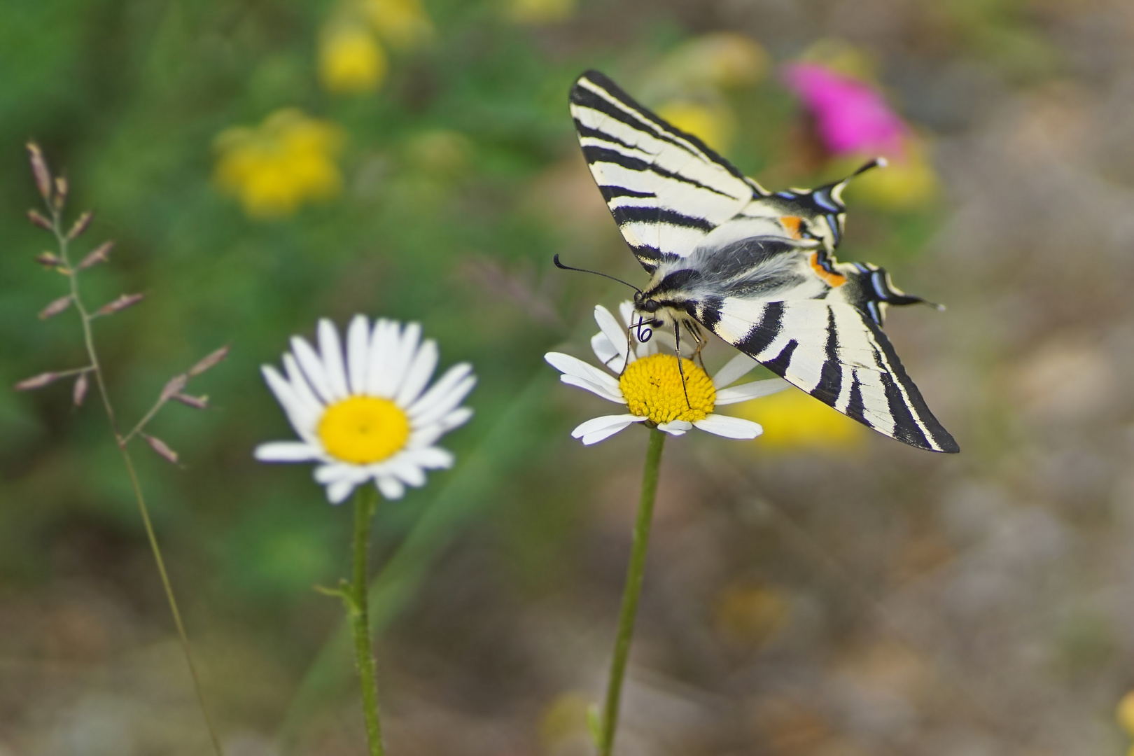 Segelfalter (Iphiclides podalirius)