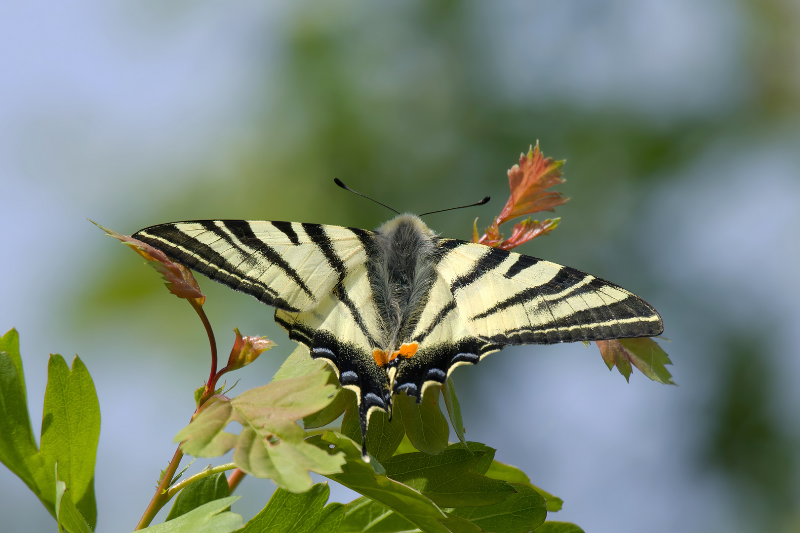 Segelfalter (Iphiclides podalirius)