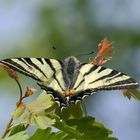 Segelfalter (Iphiclides podalirius)