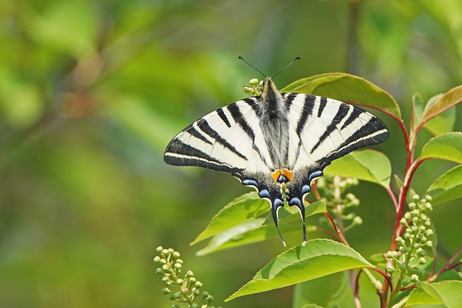 Segelfalter (Iphiclides podalirius)