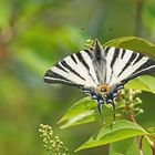 Segelfalter (Iphiclides podalirius)