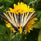 Segelfalter (Iphiclides podalirius)